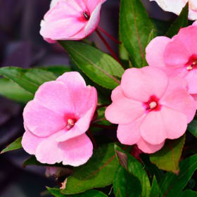 Sunpatiens/New Guinea Impatiens (4 in.) item