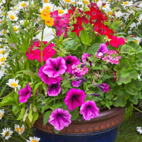 Mixed Flower Patio Planter item