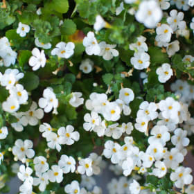 Bacopa (4 in.) item