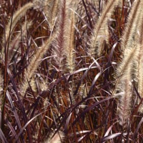 Purple Fountain Grass (6 in.) item