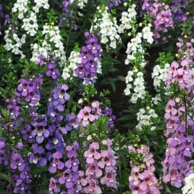 Angelonia Serenita - mixed (4 in.) item