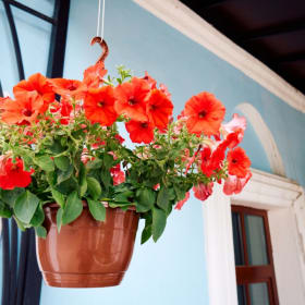 Large Petunia Hanging Basket item