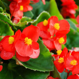 Begonia (4 in.) item