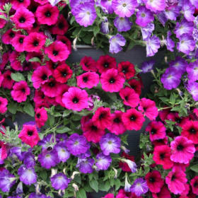 Petunias (Flat) item