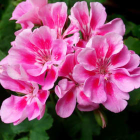 Geranium in a Peach Basket item