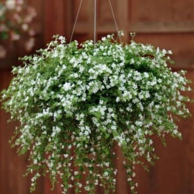 White Bacopa Hanging Basket item