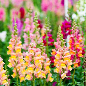 Snapdragon Annual FULL Flat Tray item