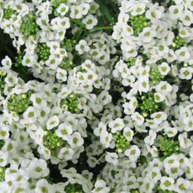 Alyssum Annual HALF Flat Tray item