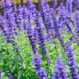 Victorian Blue Salvia Annual HALF Flat Tray item