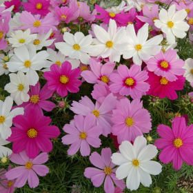 Cosmos Mix Annual FULL Flat Tray item