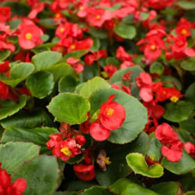 Begonia Green Leaf - Red item