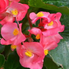 Begonia Green Leaf - Rose item