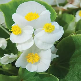 Begonia Green Leaf - White item