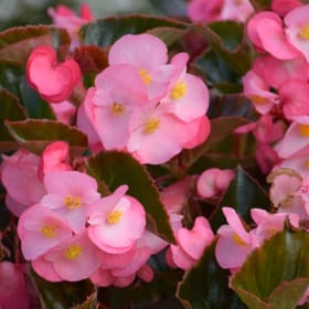 Begonia Bronze Leaf - Pink item