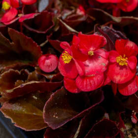 Begonia Bronze Leaf - Red item