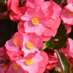 Begonia Bronze Leaf - Rose item