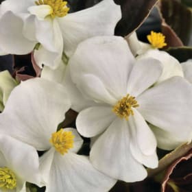 Begonia Bronze Leaf - White item