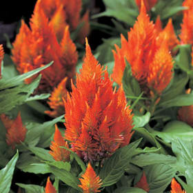 Celosia - Castle Mix (plume type) item