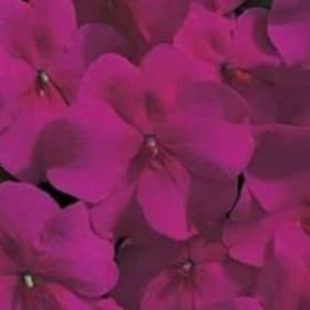 Impatiens - Burgundy item