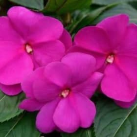 Impatiens - Lilac item