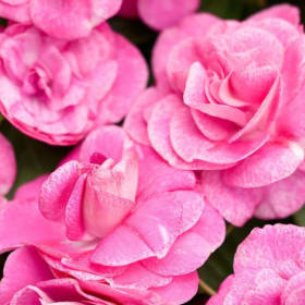 Impatiens - Rose item