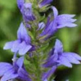 Lobelia - Blue item