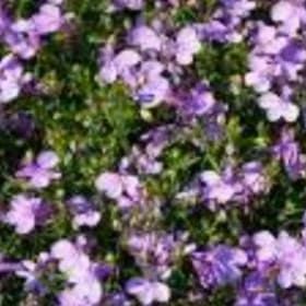 Lobelia - Lilac item