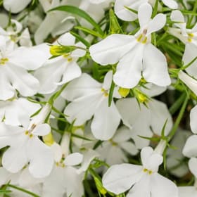 Lobelia - White item
