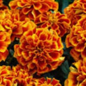 Marigolds - Flame item
