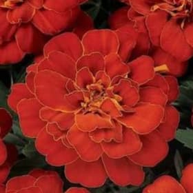 Marigolds - Red item