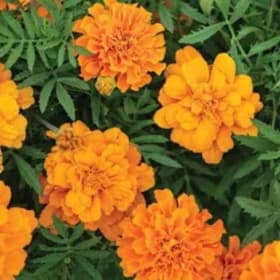 Marigolds - Tangerine item