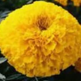 Marigolds - Yellow item