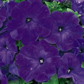 Petinua Grandiflora (Large Flowers) - Blue item