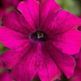 Petinua Grandiflora (Large Flowers) - Burgundy item