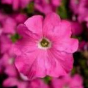 Petinua Grandiflora (Large Flowers) - Pink item