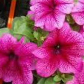 Petinua Grandiflora (Large Flowers) - Plum item