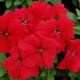 Petinua Grandiflora (Large Flowers) - Red item