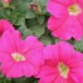 Petinua Grandiflora (Large Flowers) - Rose item