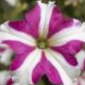Petinua Grandiflora (Large Flowers) - Rose Star item