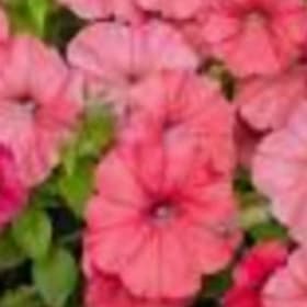 Petinua Grandiflora (Large Flowers) - Salmon item