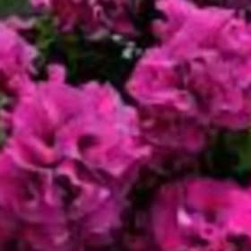 Petinua Doubles - Cascade Burgndy item