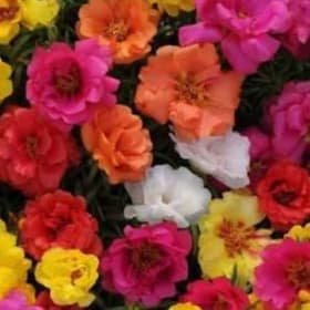 Portulaca - Mix item