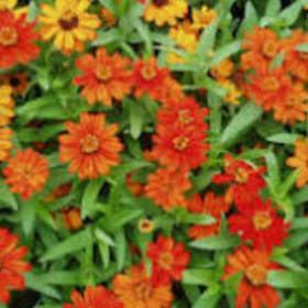 Zinnia - Profusion Orange item