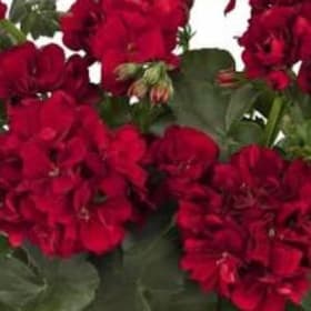 SEED GERANIUMS 4.5” POT - Red item