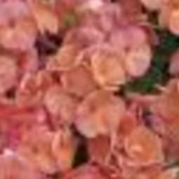 SEED GERANIUMS 4.5” POT - Salmon item