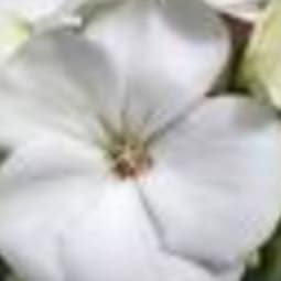 SEED GERANIUMS 4.5” POT - White item