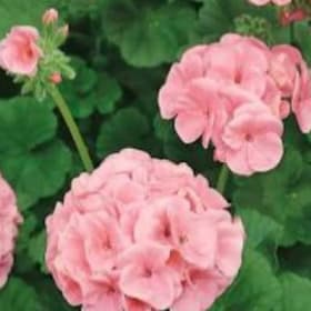 Seed Geraniums Flat of 18 - Salmon item