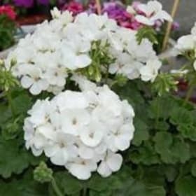 Seed Geraniums Flat of 18 - White item