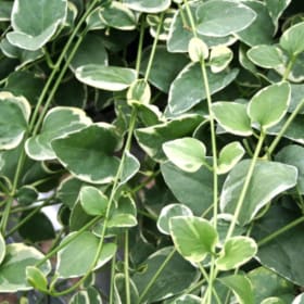 VINCA VINE & SPIKES - Vinca Vine Flat of 18 item