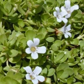 Premium Hanging Basket 10" - Bacopa item